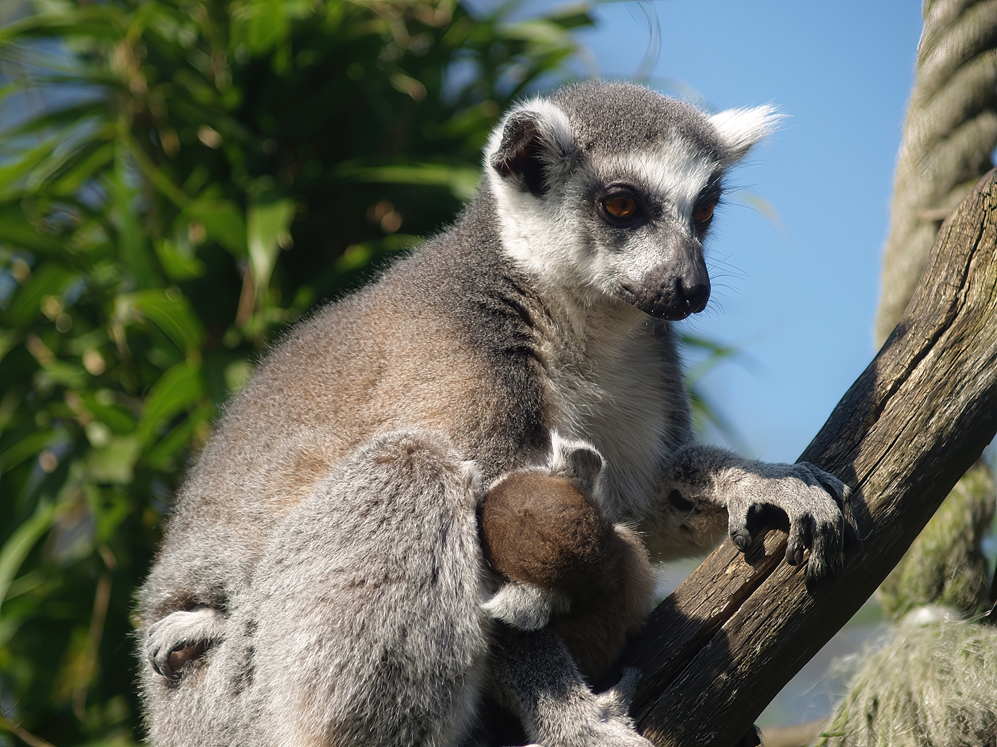 Ring-tailed lemur with baby (Lemur catta), 2007-04-01