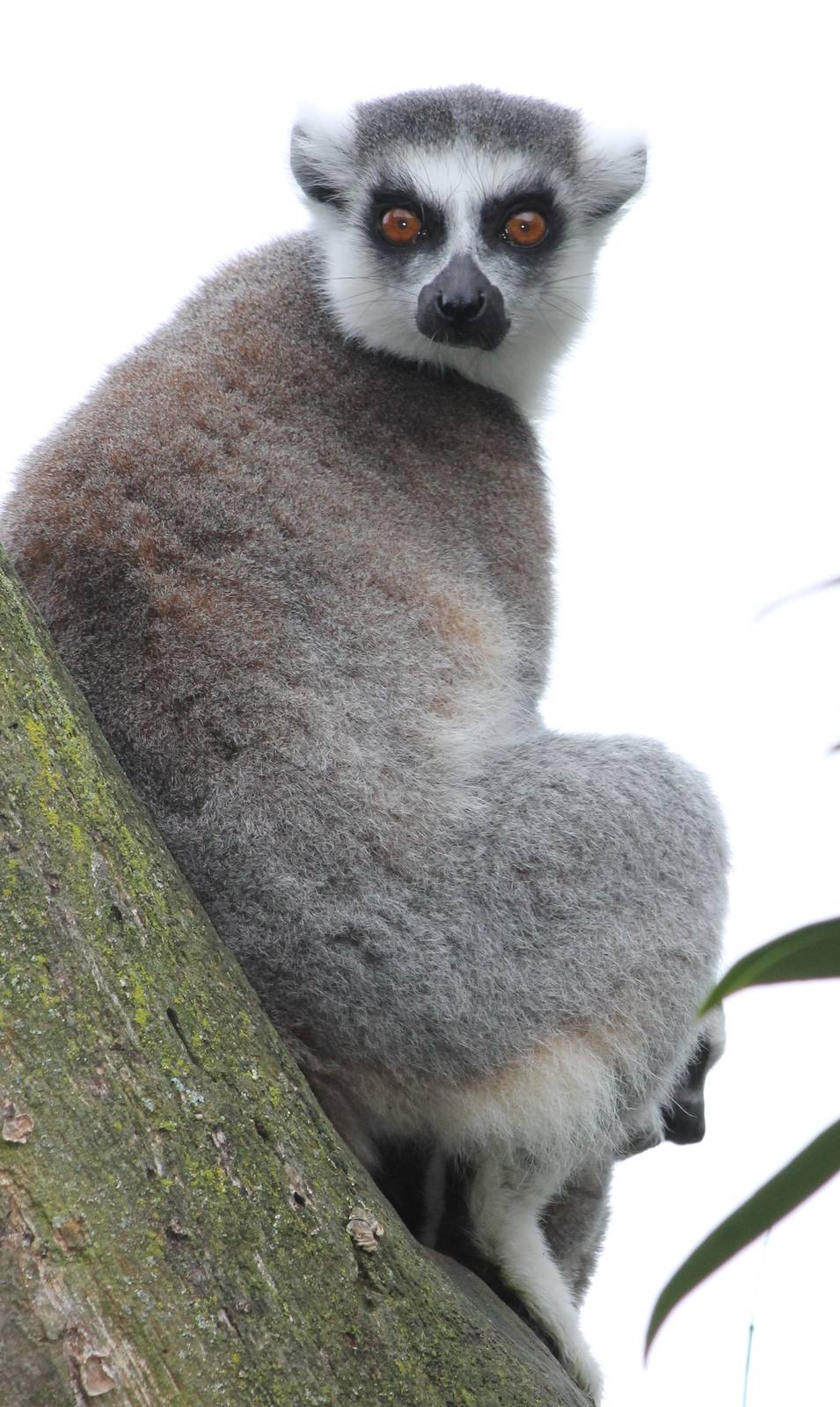 Ring-tailed lemur with baby