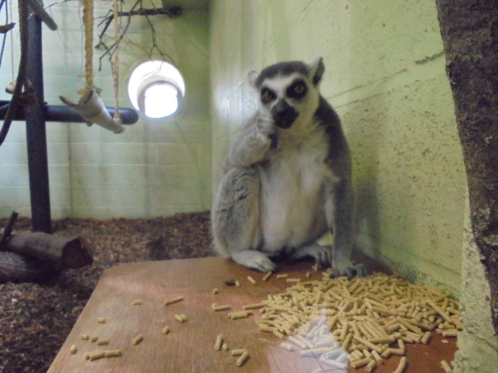 Ring-tailed Lemur - with lots of pellets! 2015.