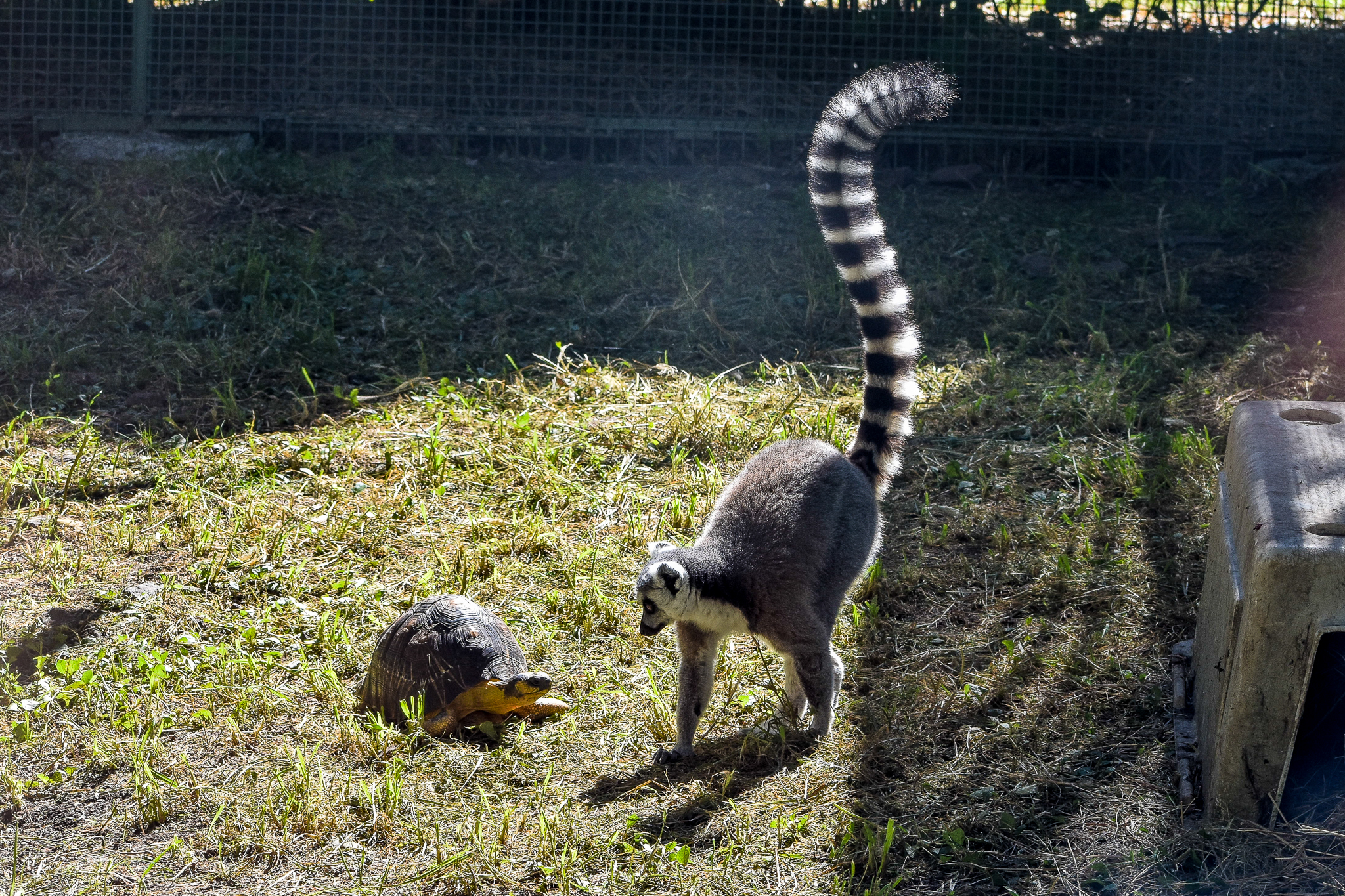 Ring-tailed Lemur with Radiated Tortoise