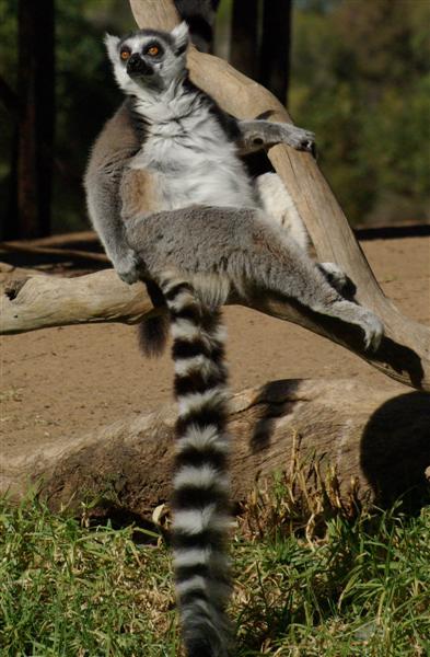 Ring Tailed Lemur - WPZ