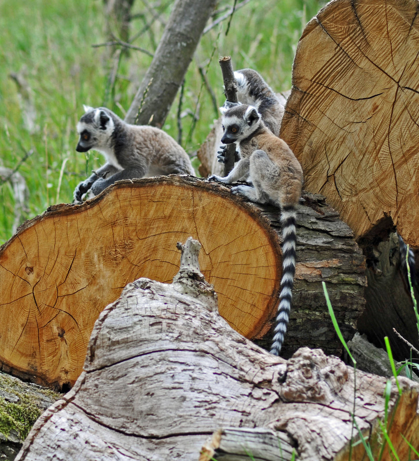 Ring Tailed Lemur Young