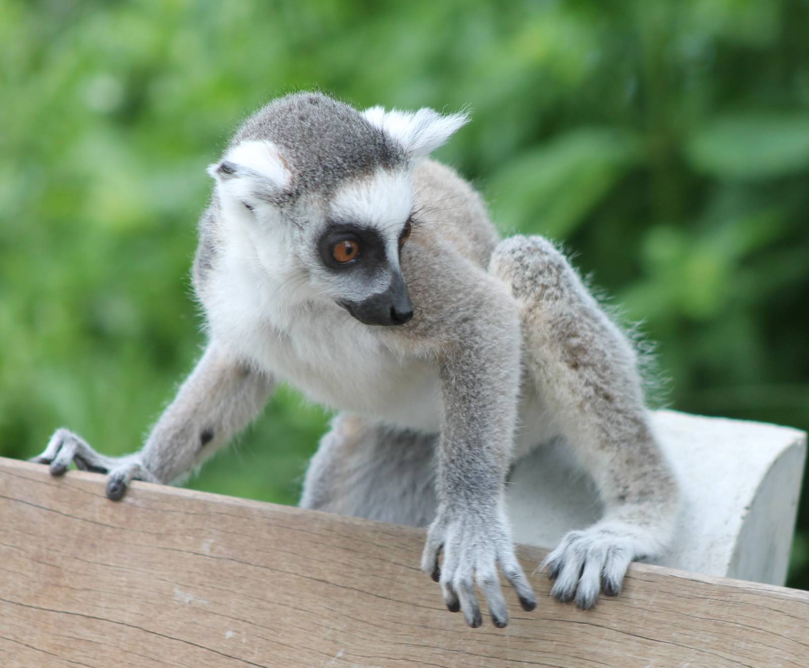 Ring-tailed lemur young