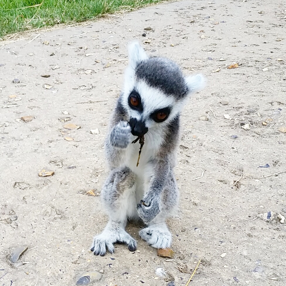 Ring-Tailed Lemur Young
