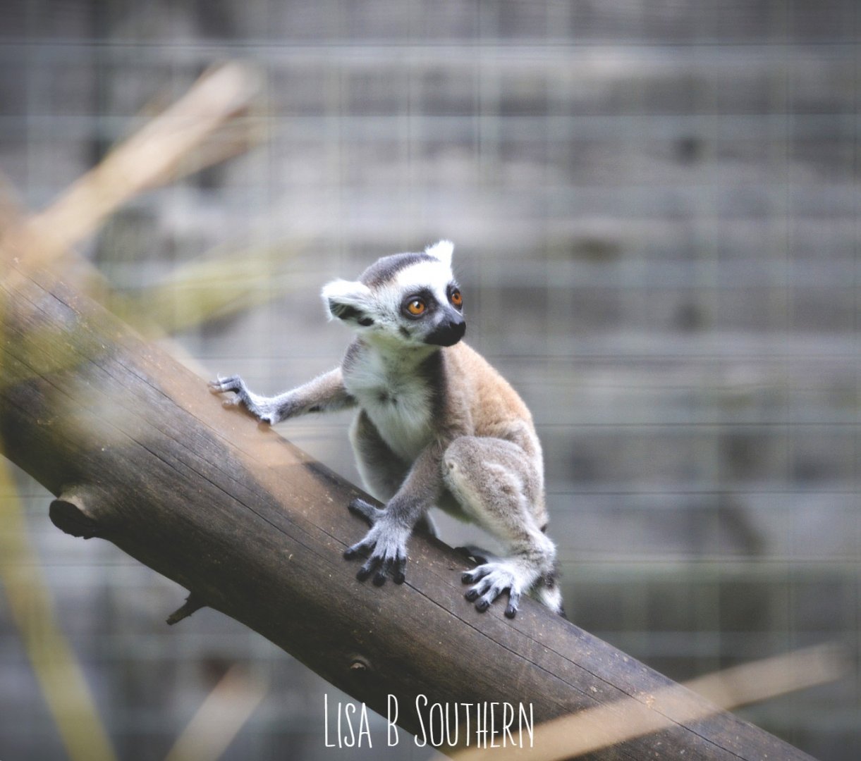 Ring Tailed Lemur Young