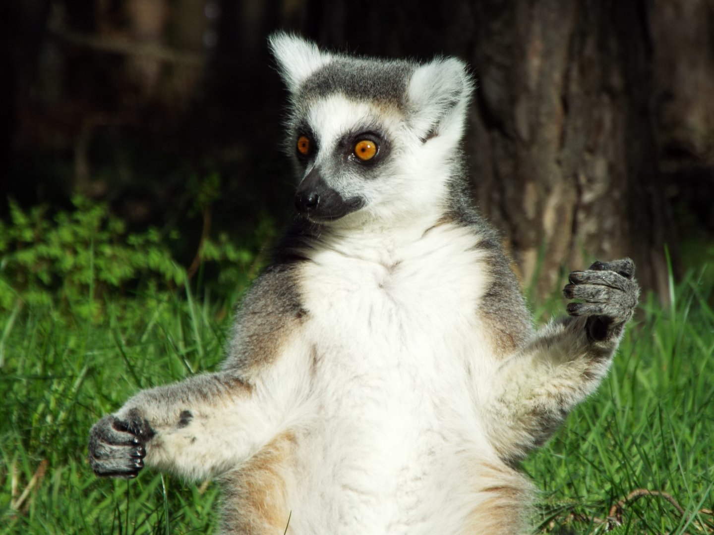 Ring-tailed lemur- YWP