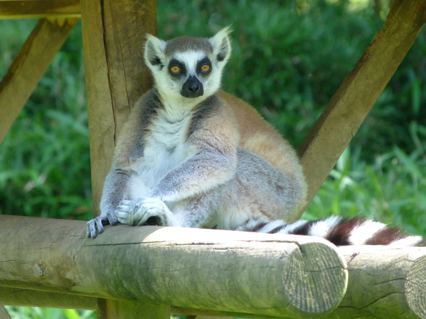 Ring-tailed lemur -Zoo d'Asson (2025)