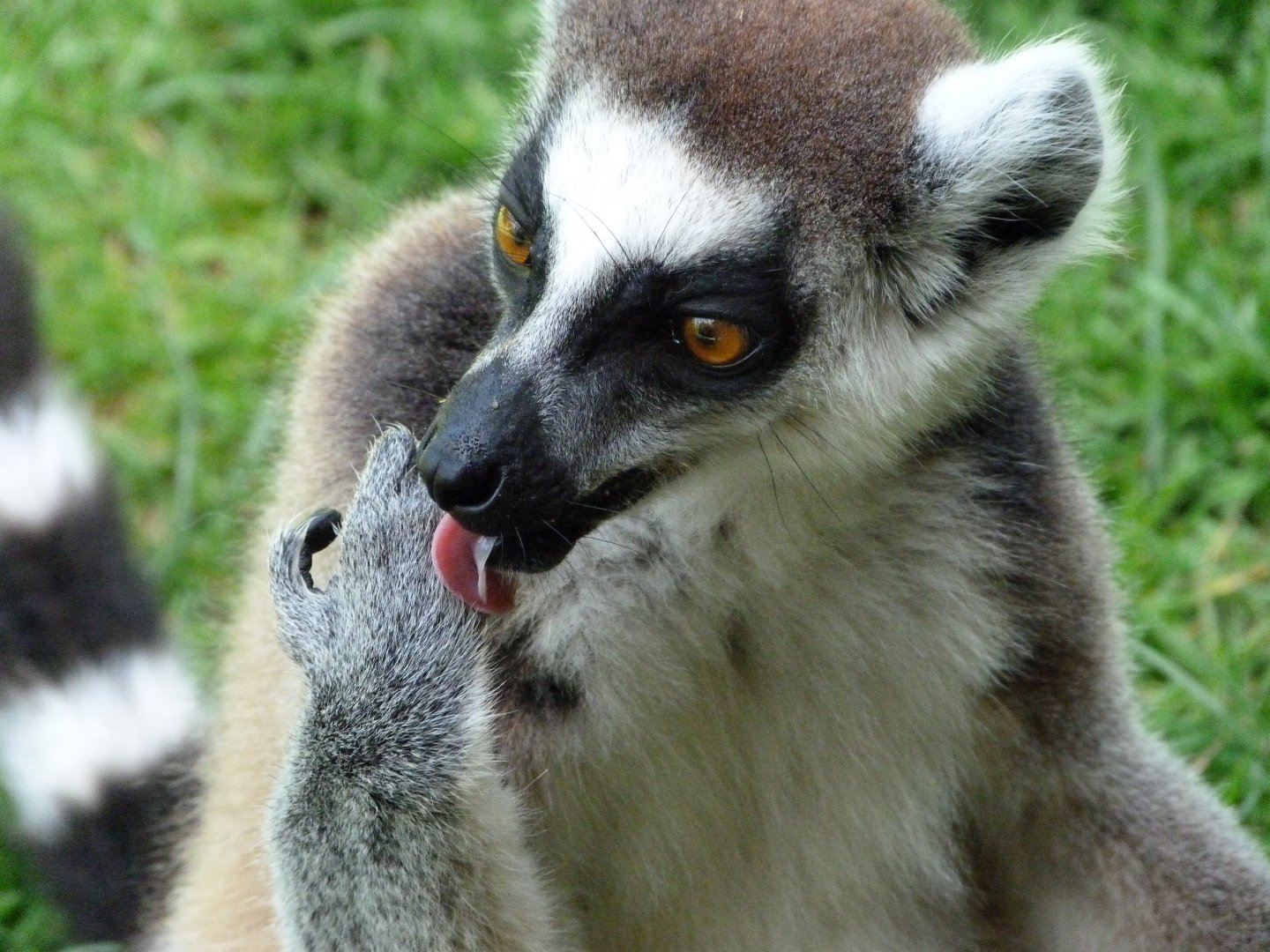 Ring-tailed lemur -Zoo d'Asson (2025)