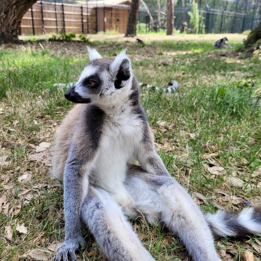 Ring-tailed lemur -Zoo de Labenne (2023)