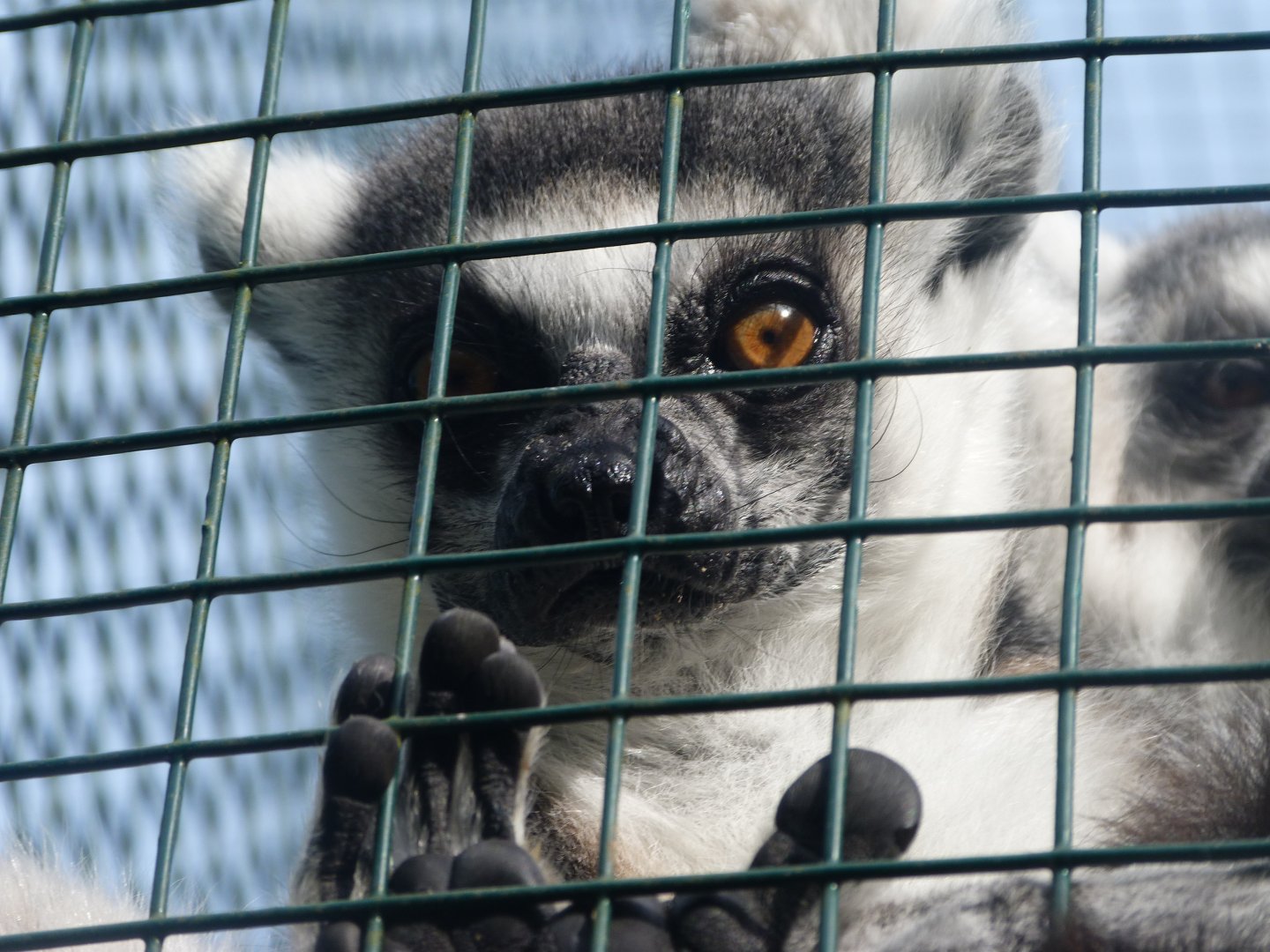 Ring-tailed lemur -Zoo de Santillana del Mar (2024)