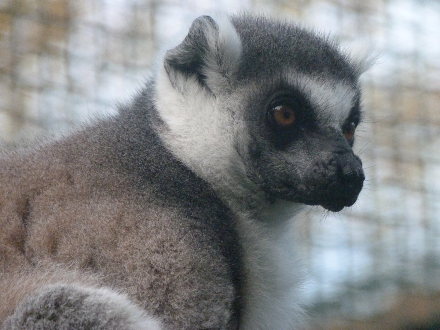 Ring-tailed lemur -Zoo de Santillana del Mar (2024)