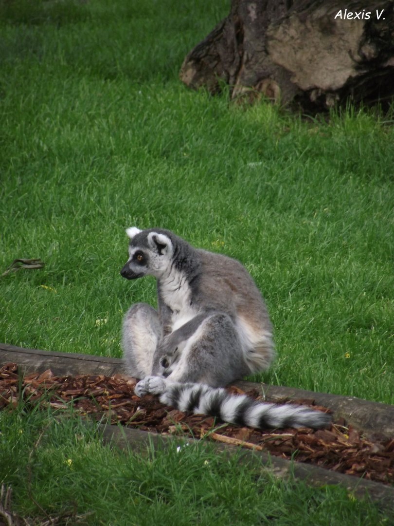 Ring-tailed Lemur - Zooparc de Beauval - 05/2021