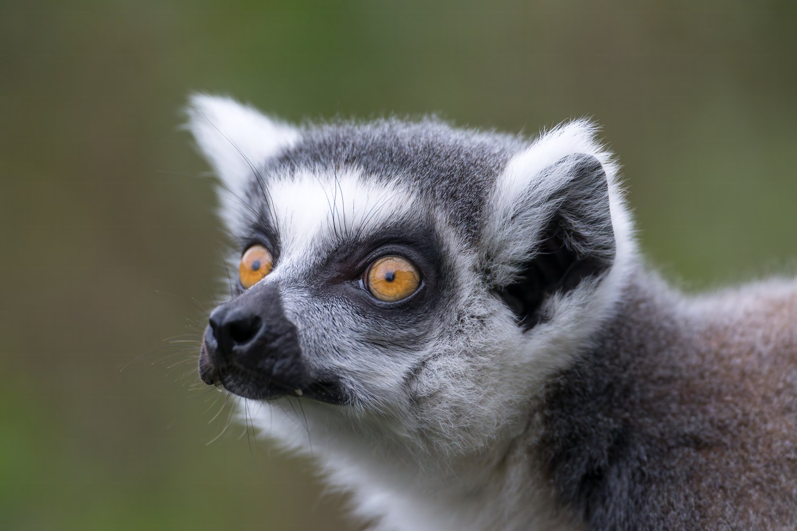 Ring tailed lemur, ZSL Whipsnade, UK