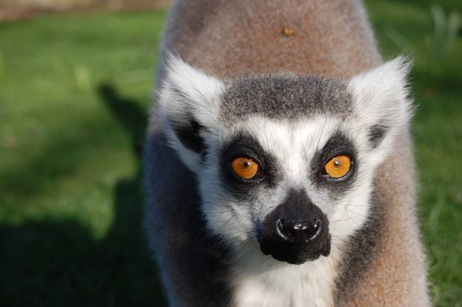 Ring-tailed lemur