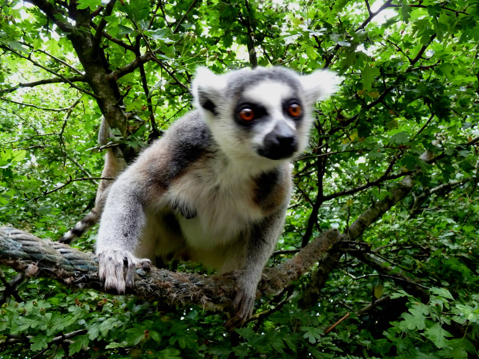 Ring-tailed lemur