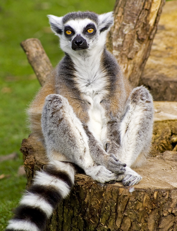 Ring Tailed Lemur