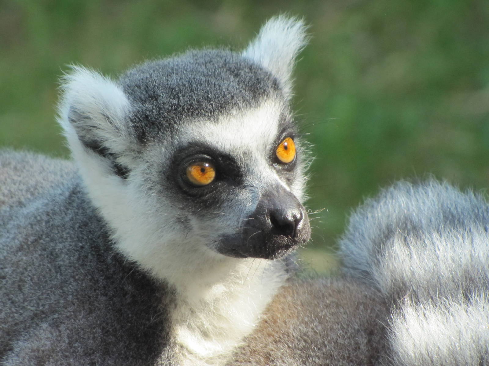 Ring Tailed Lemur