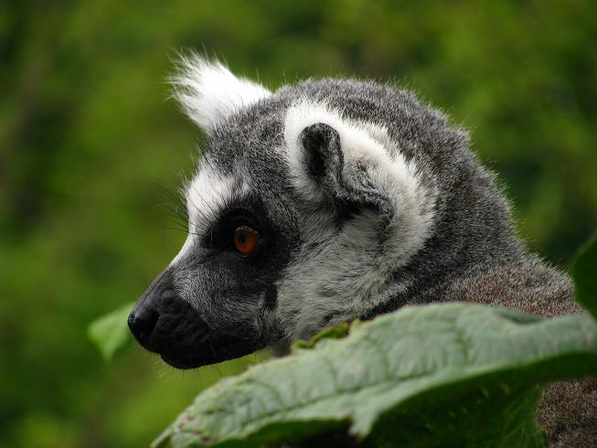 Ring-tailed Lemur