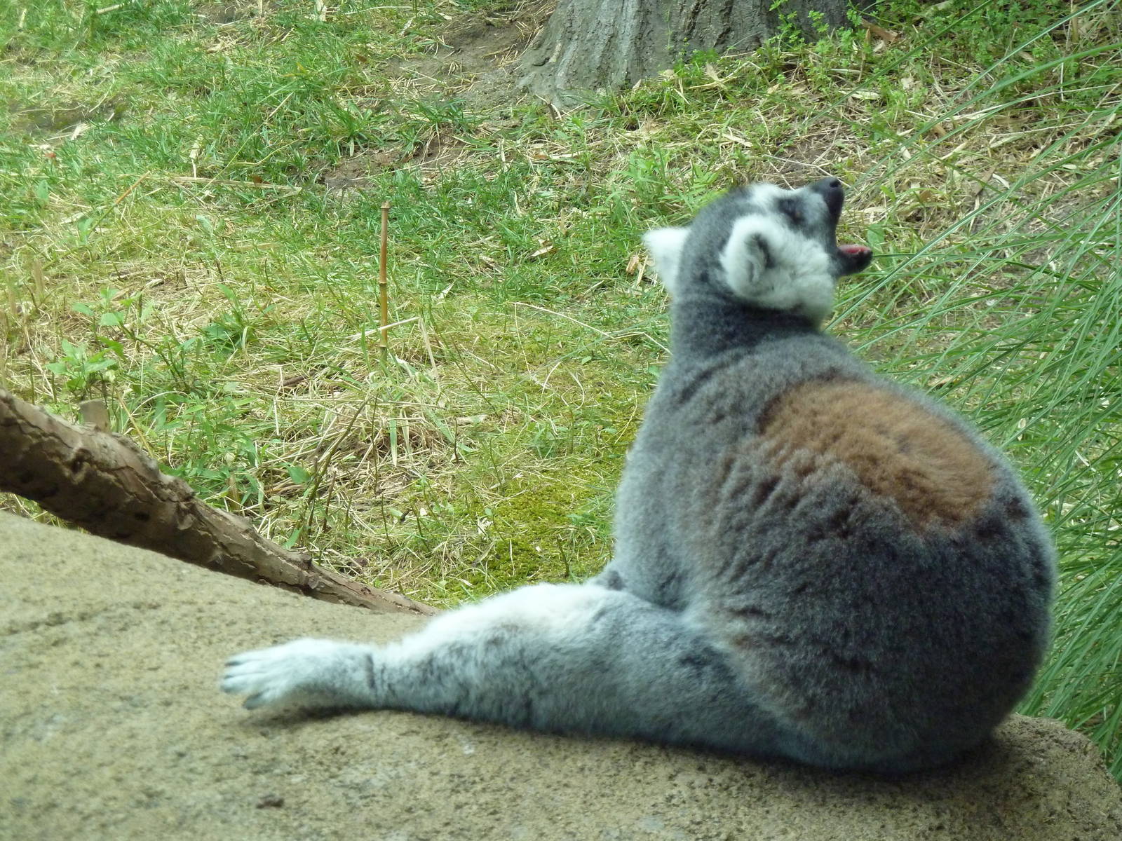 Ring-Tailed Lemur