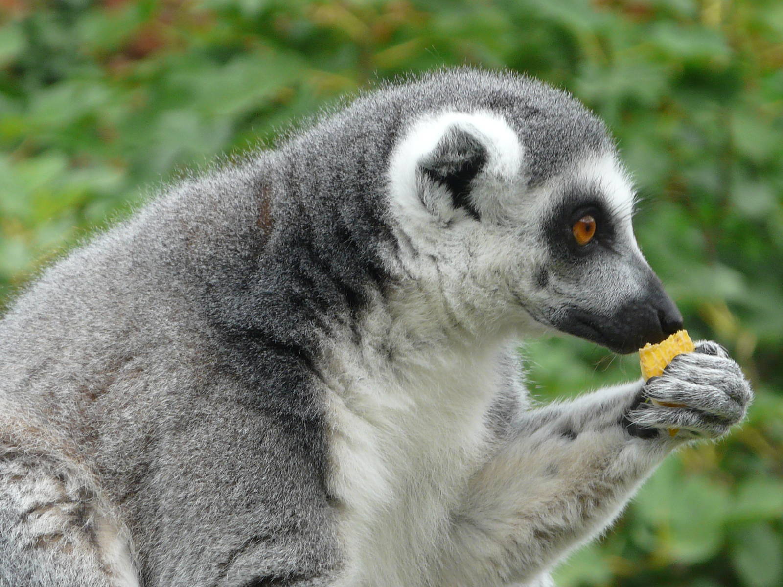 Ring Tailed Lemur