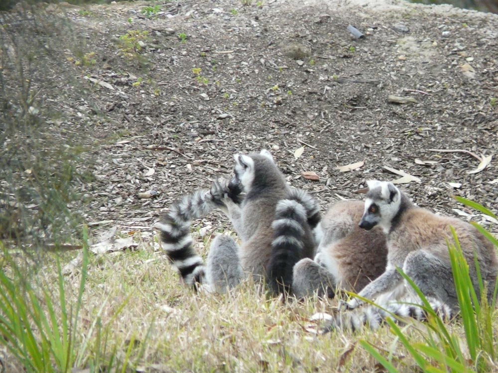Ring-tailed lemur