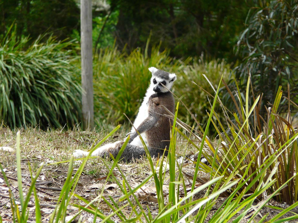Ring-tailed lemur