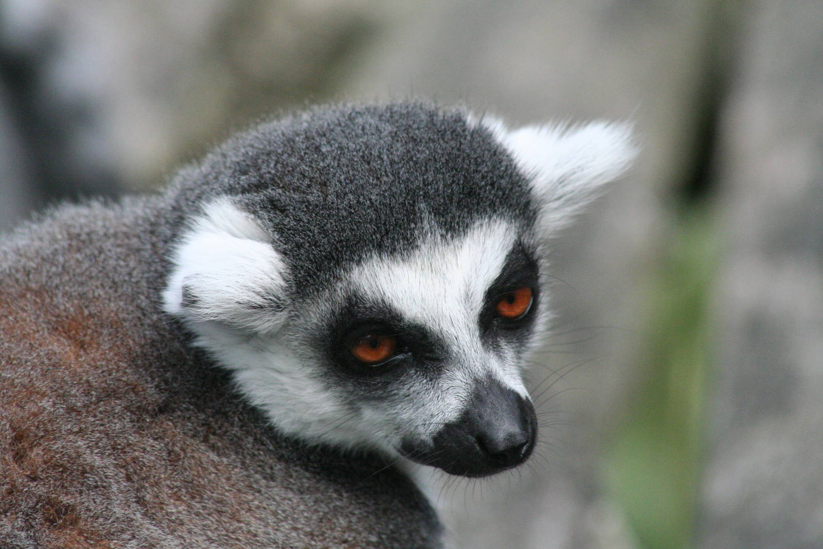 ring-tailed lemur