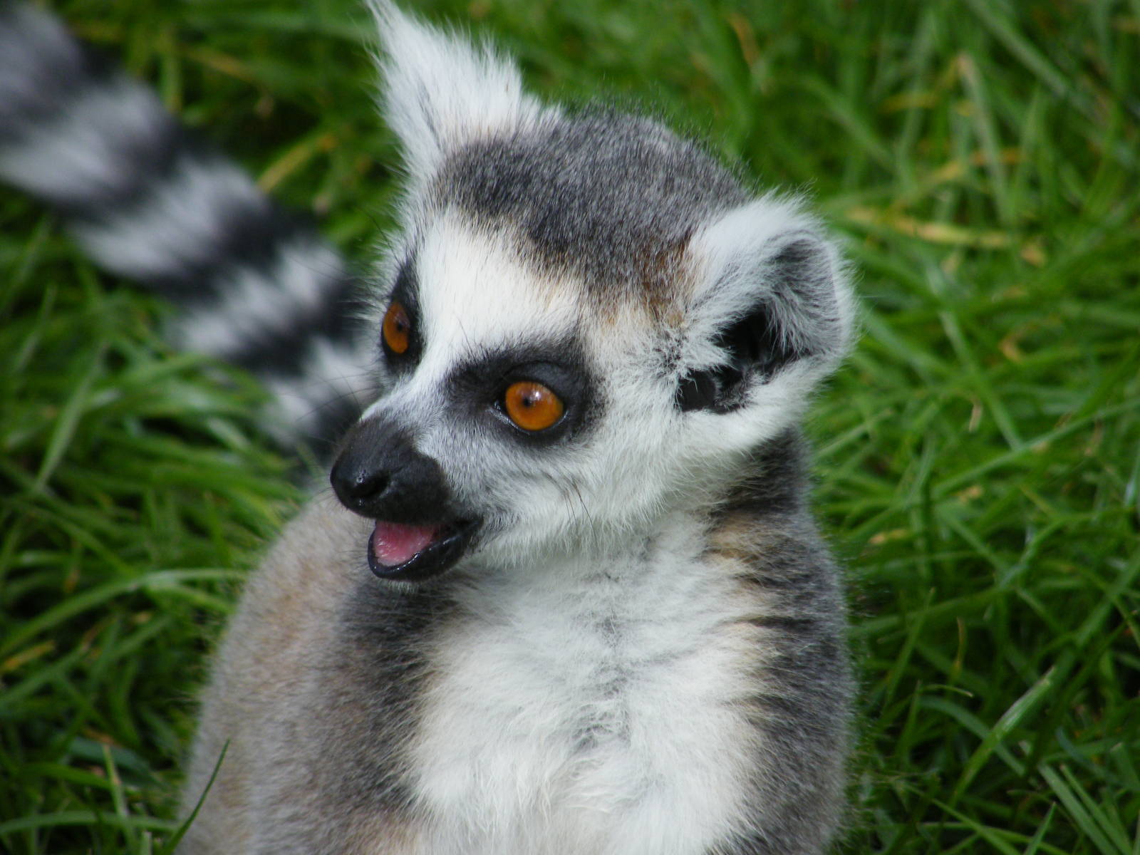 Ring Tailed Lemur