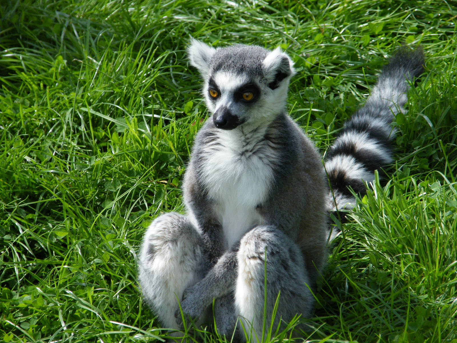 Ring Tailed Lemur