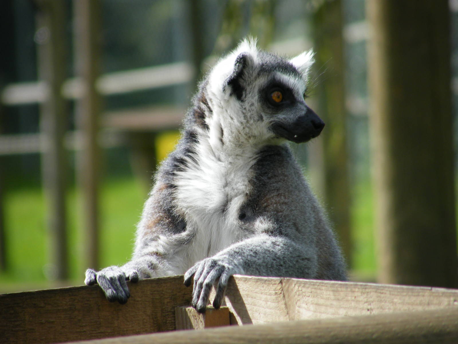 Ring Tailed Lemur