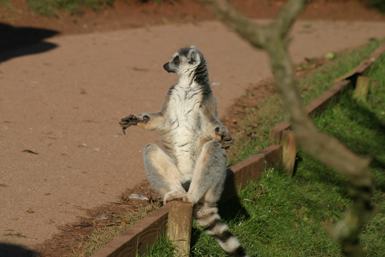 Ring-tailed Lemur