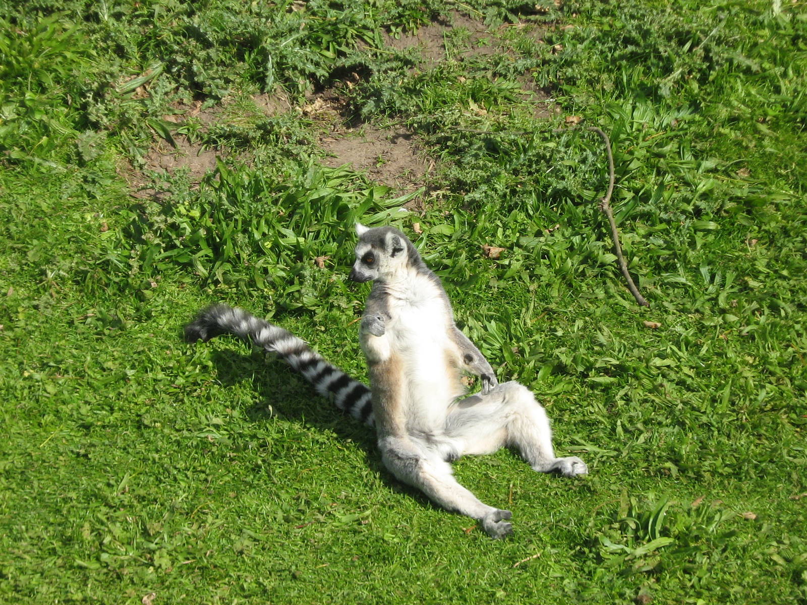 Ring Tailed Lemur.