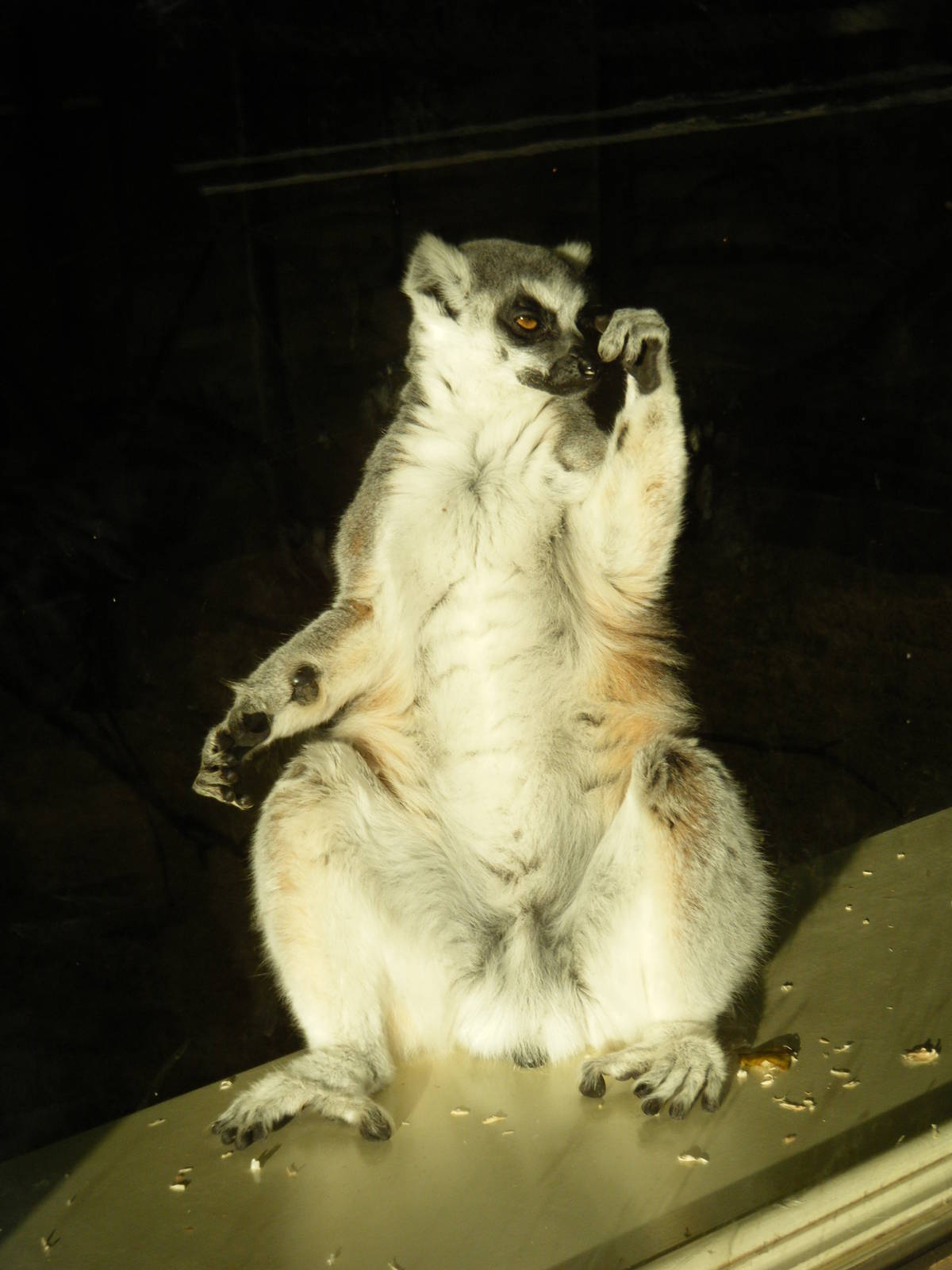 Ring Tailed Lemur