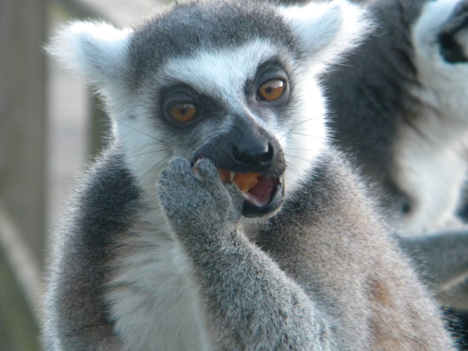 Ring Tailed Lemur.
