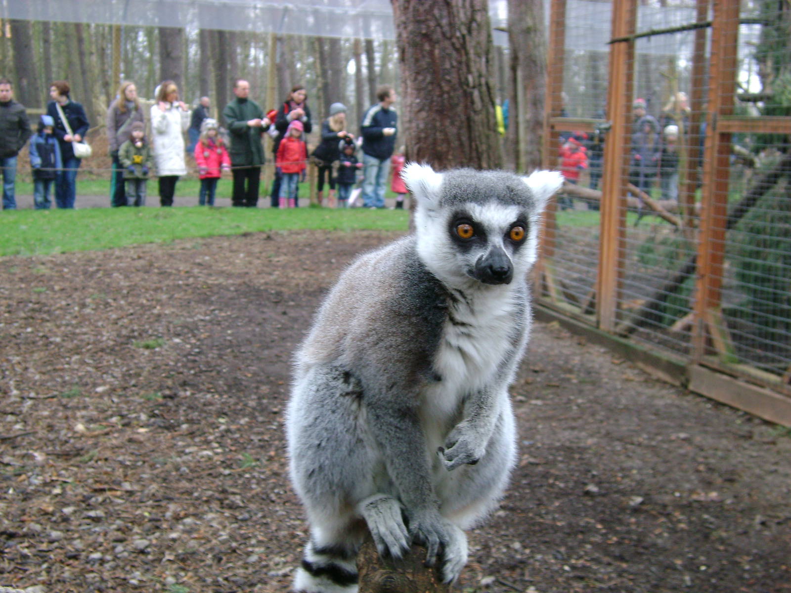 Ring Tailed Lemur