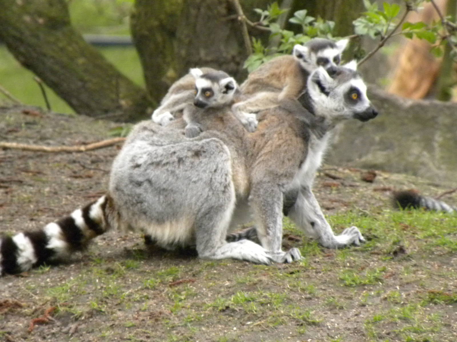ring-tailed lemur
