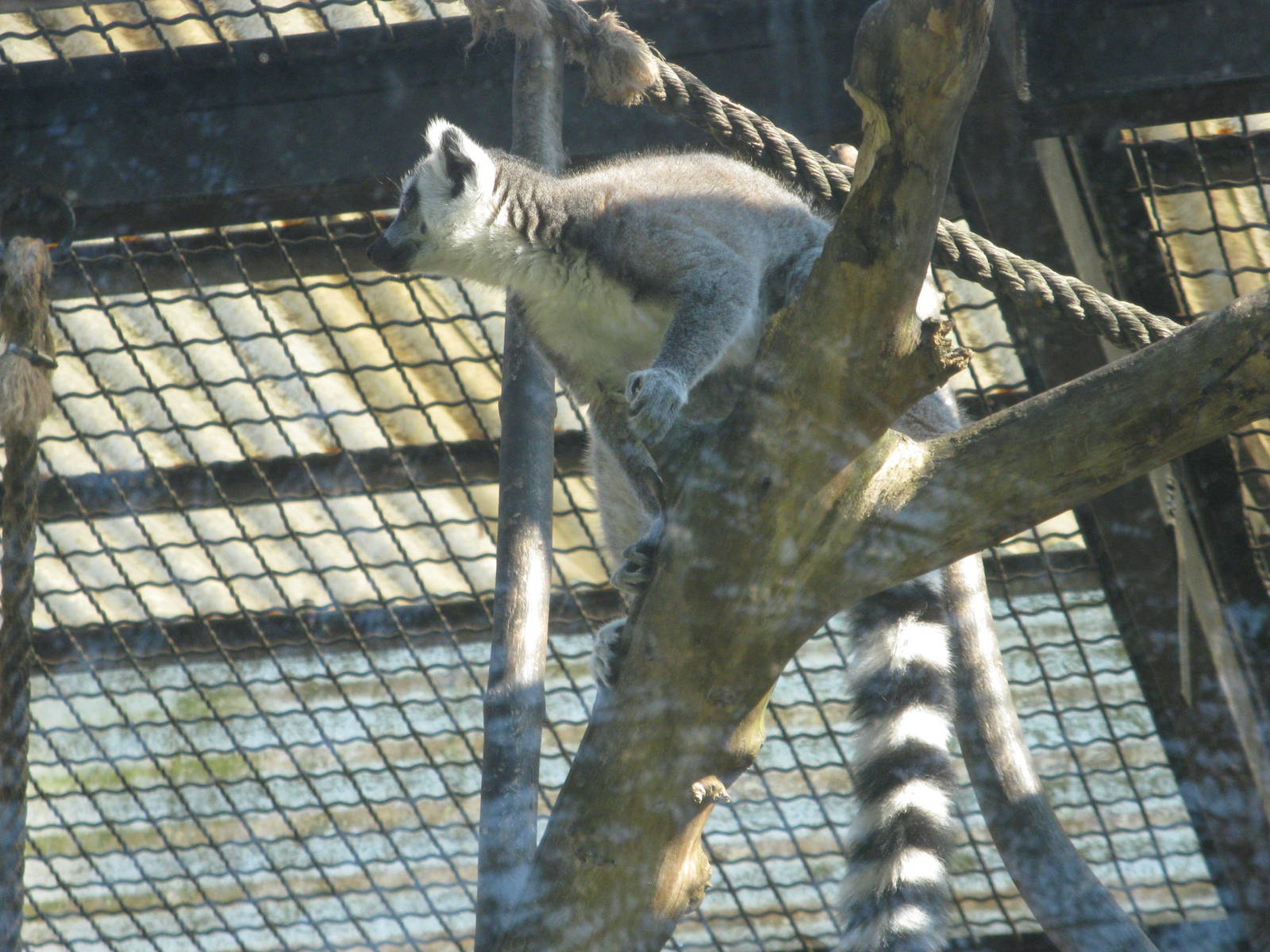 Ring-tailed lemur