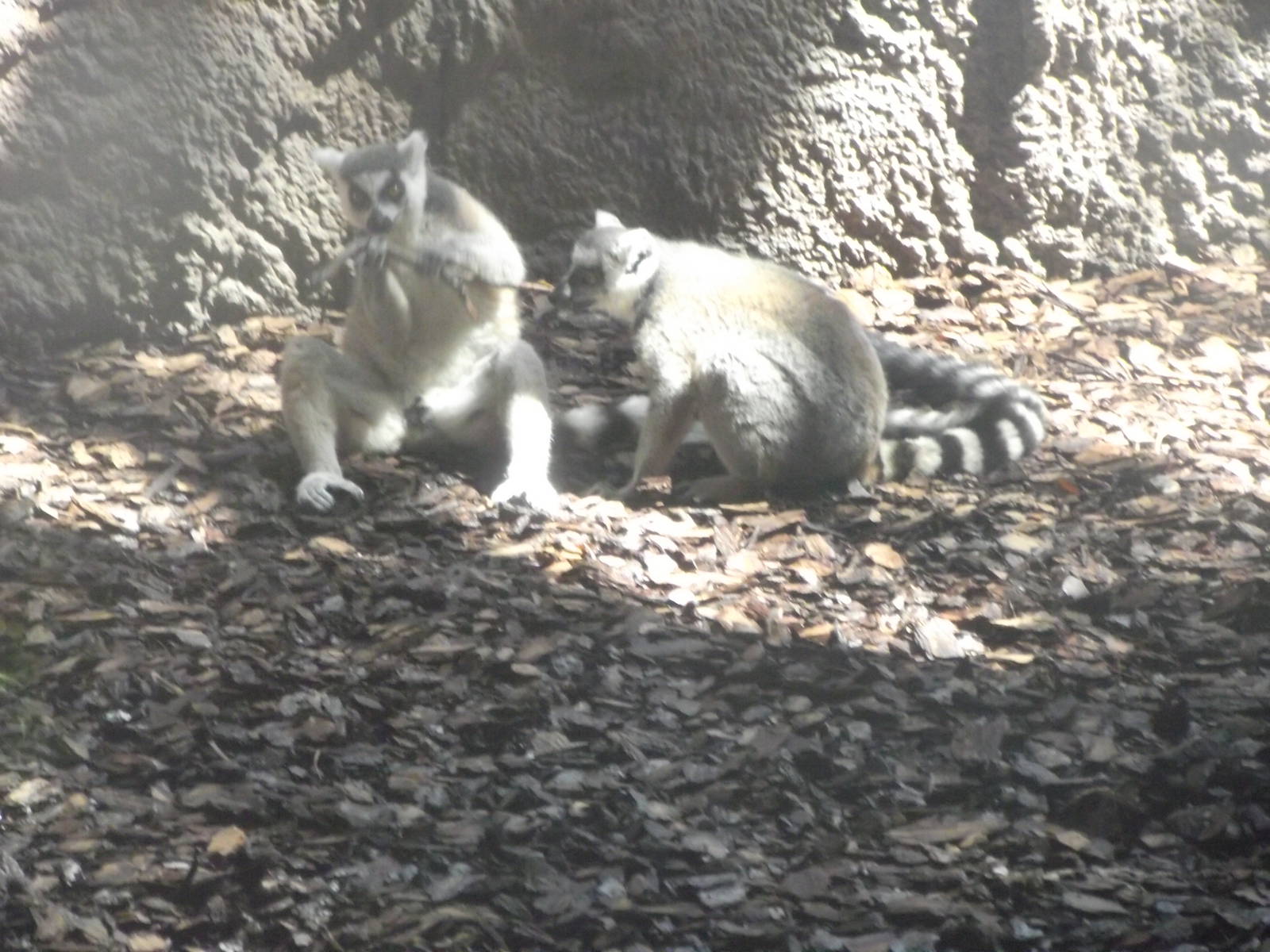 Ring Tailed Lemur