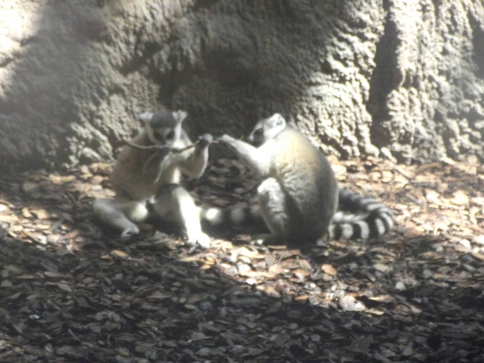 Ring Tailed Lemur