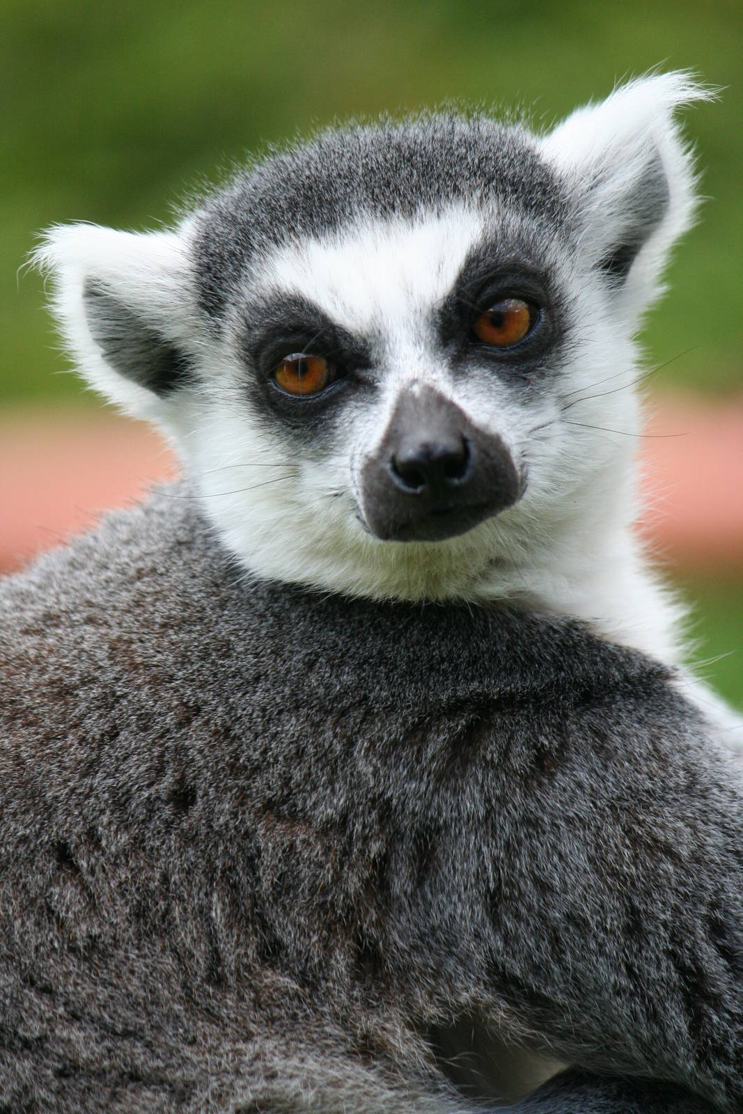 Ring-tailed lemur