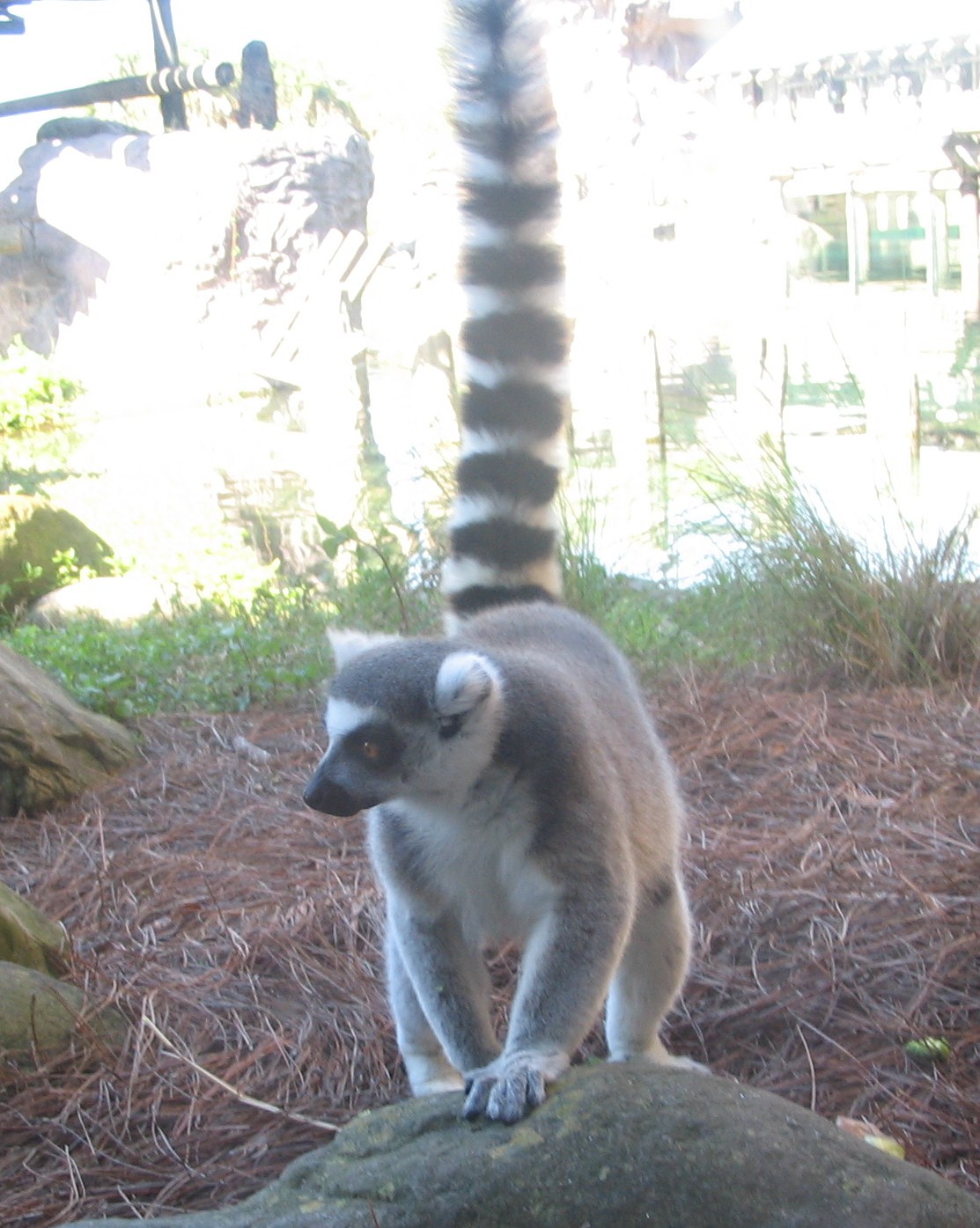Ring-Tailed Lemur