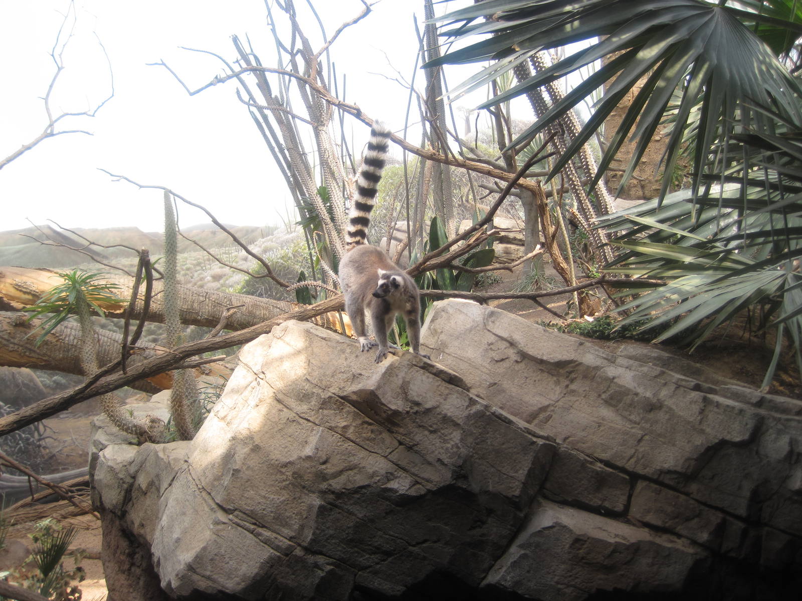Ring-Tailed Lemur