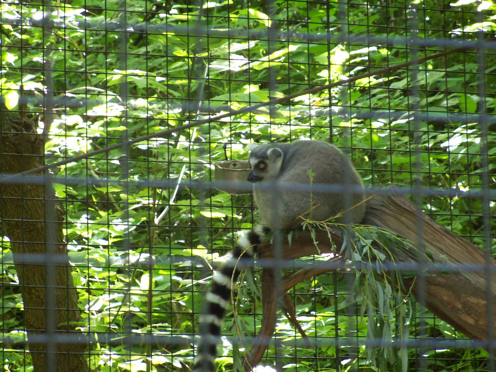Ring-Tailed Lemur