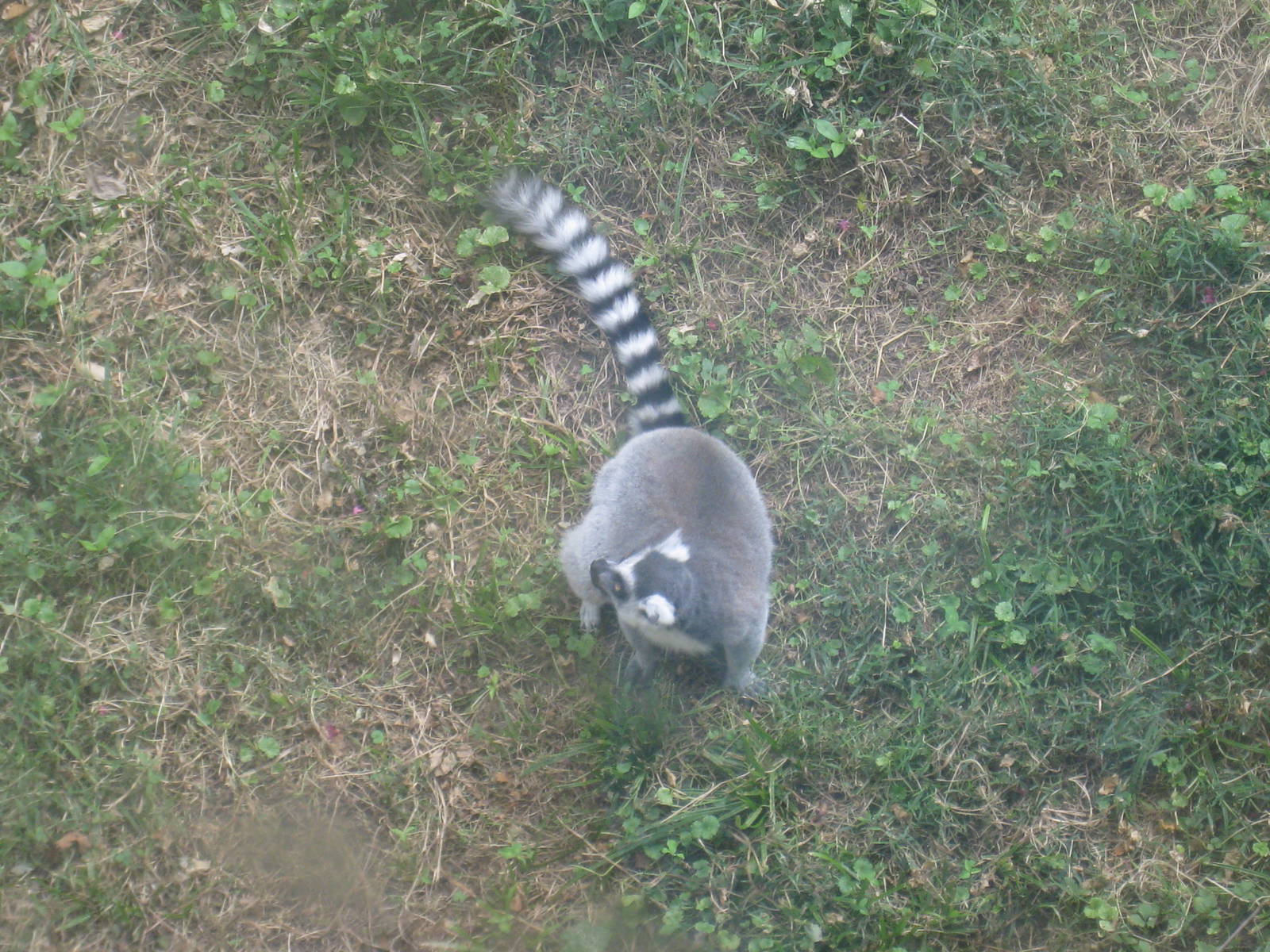 Ring-tailed Lemur