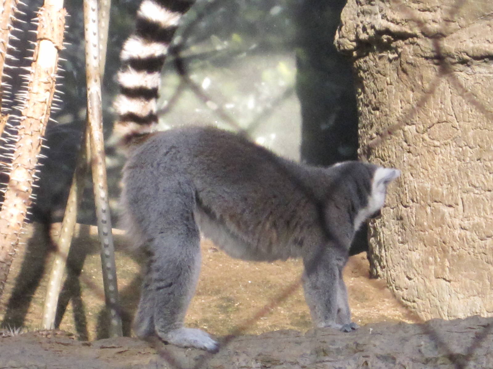 Ring-Tailed Lemur