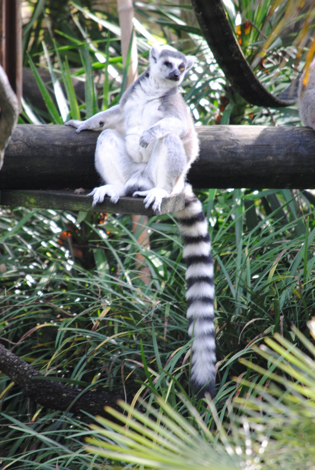 Ring-tailed Lemur