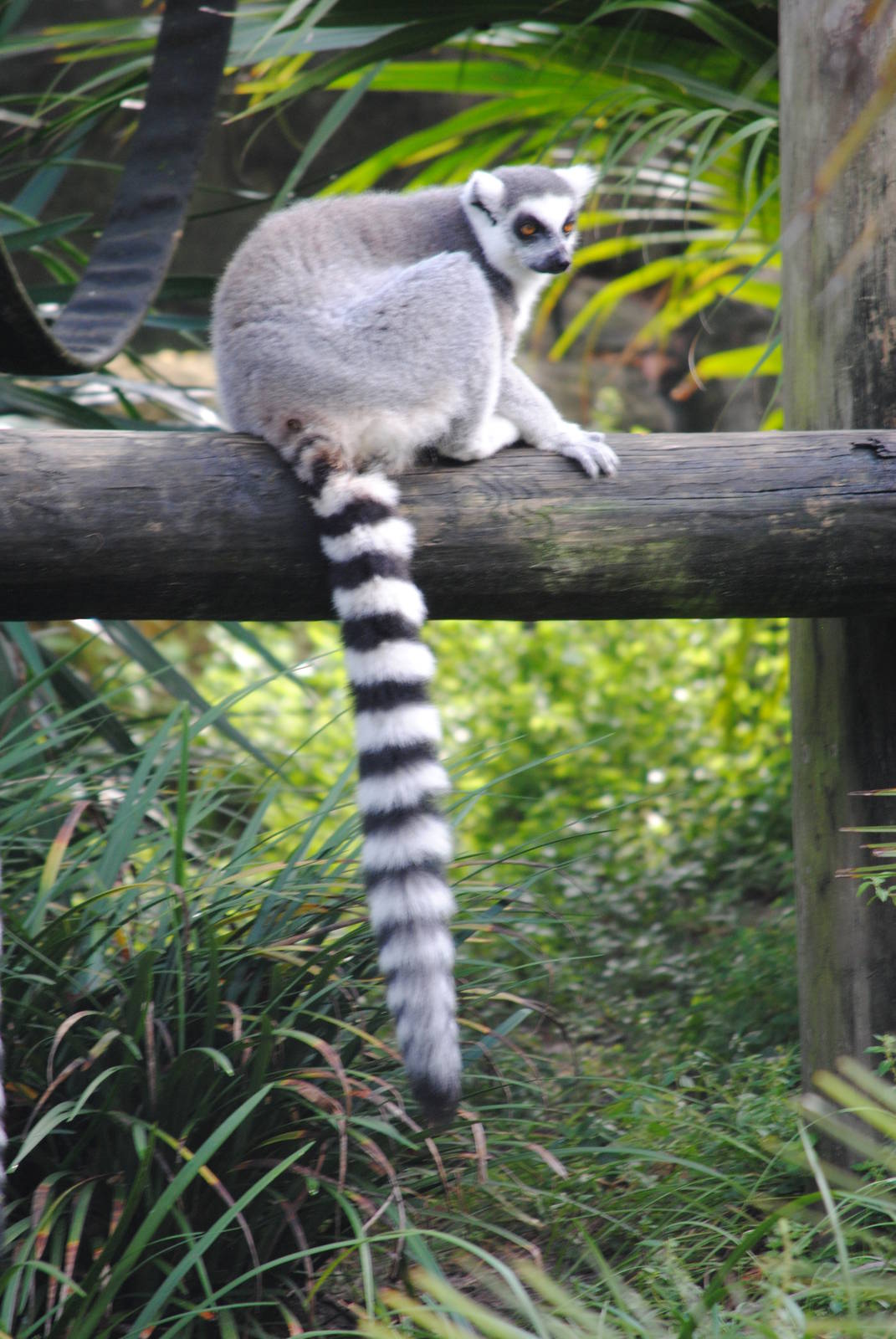 Ring-tailed Lemur