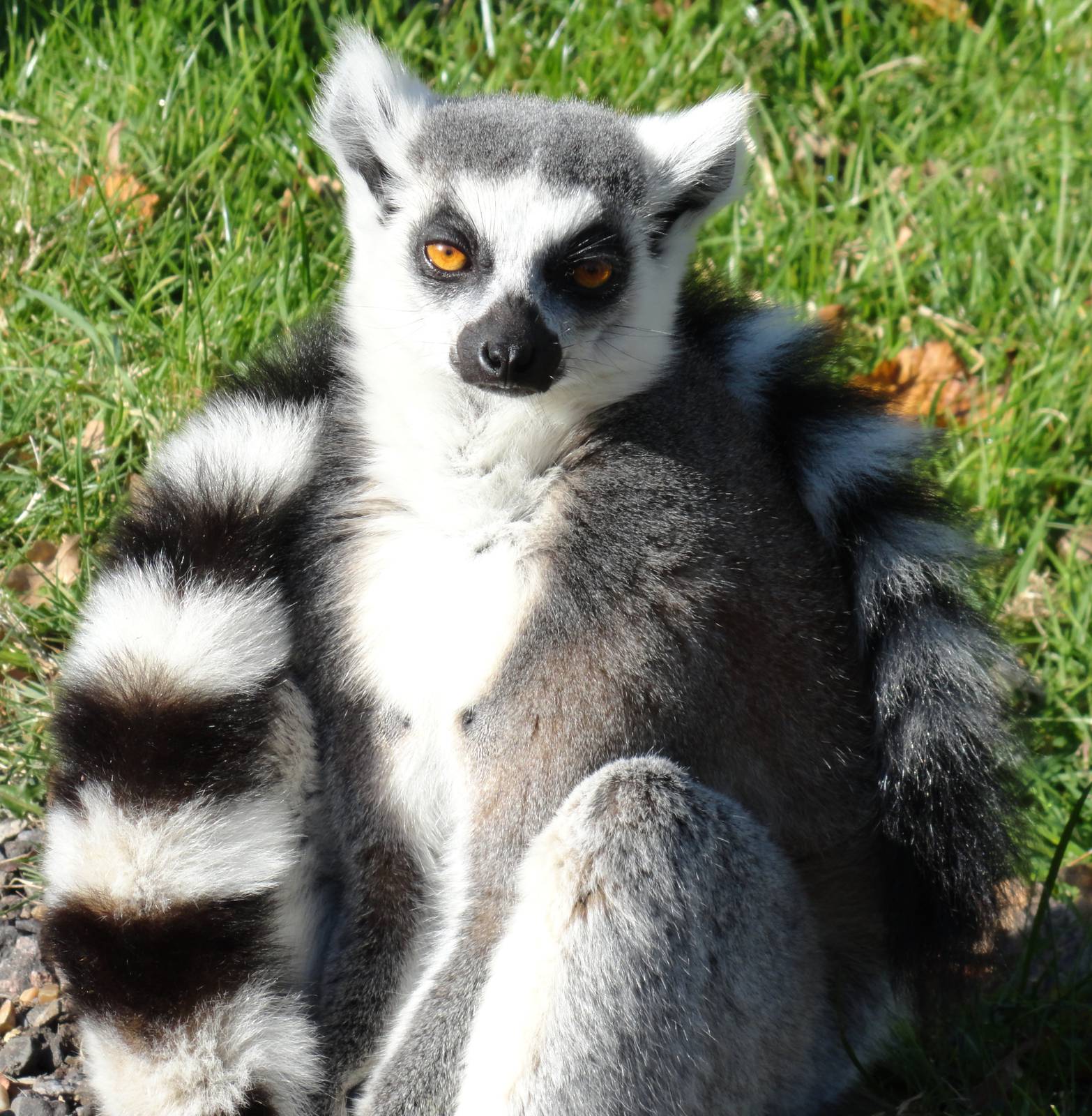Ring-tailed Lemur