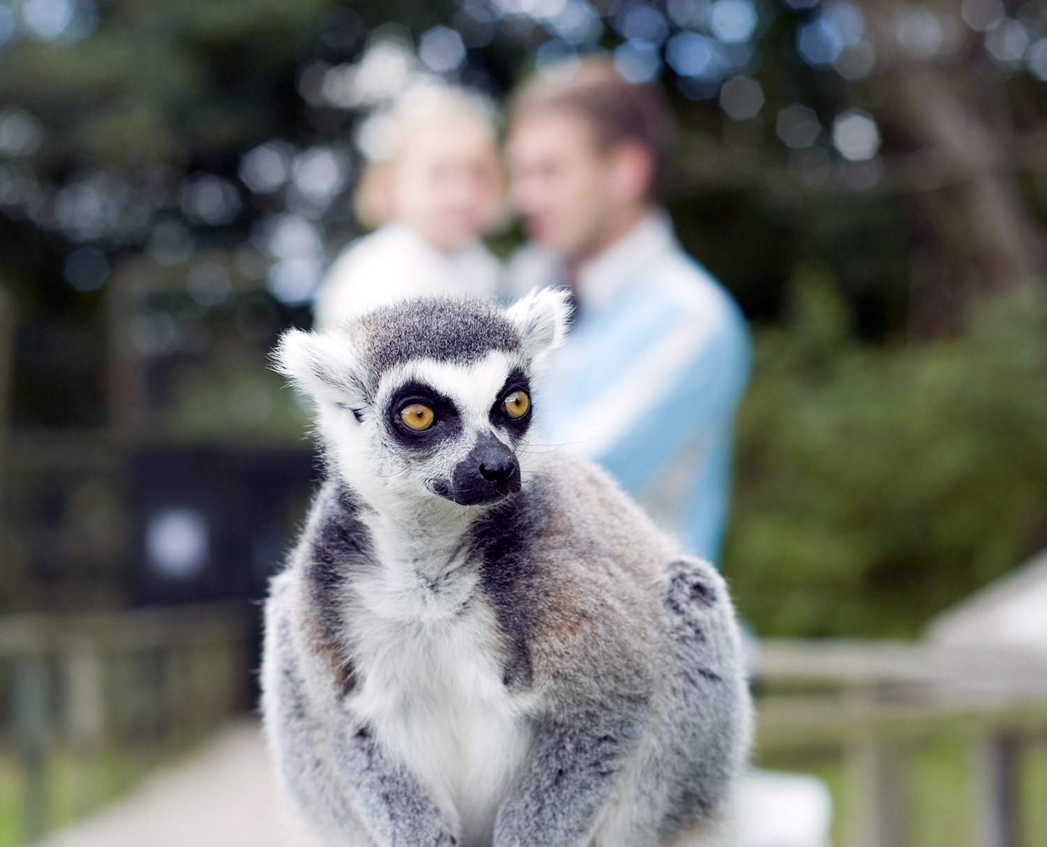Ring Tailed Lemur