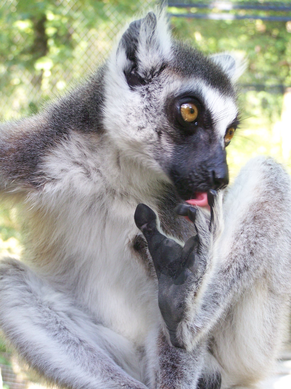 ring-tailed lemur
